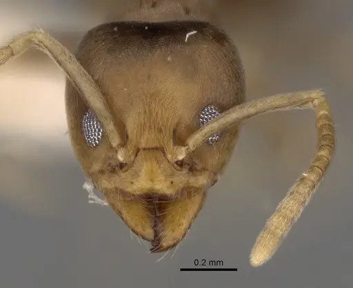 Linepithema angulatum - CASENT0249737