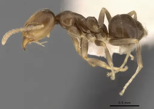 Linepithema angulatum - CASENT0249737