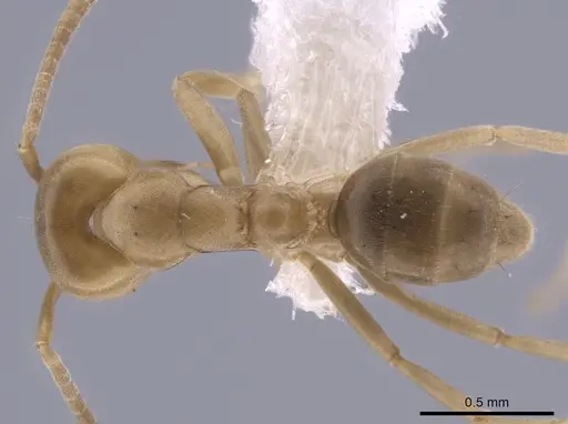 Linepithema angulatum - CASENT0650757