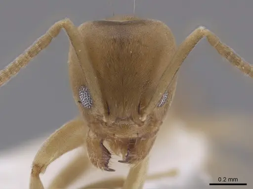 Linepithema angulatum - CASENT0650757