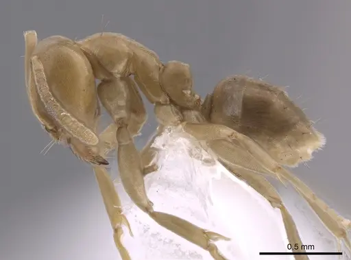 Linepithema angulatum - CASENT0650757