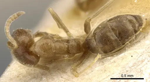 Linepithema angulatum - CASENT0905063