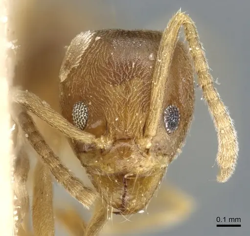 Linepithema angulatum - CASENT0905063