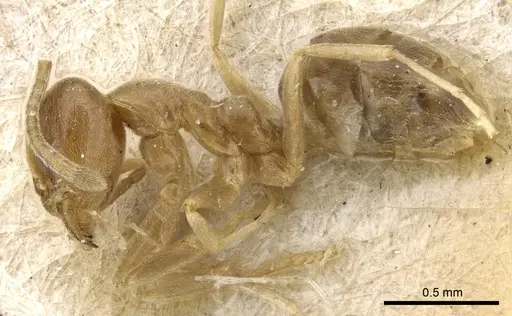 Linepithema angulatum - CASENT0905063