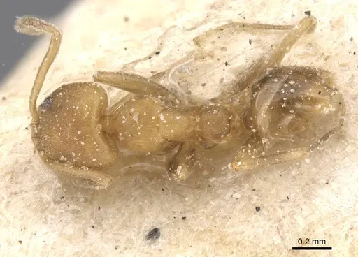 Linepithema angulatum - CASENT0911561