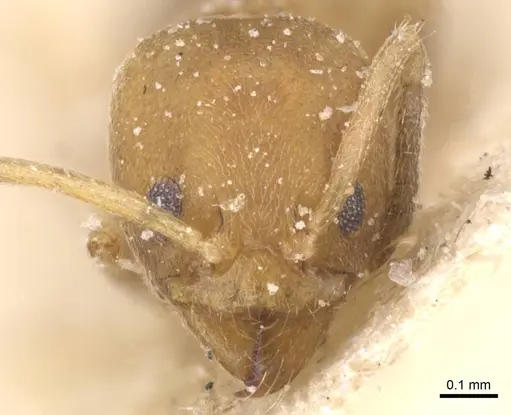 Linepithema angulatum - CASENT0911561