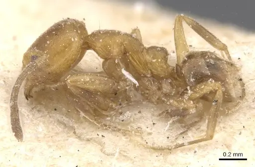 Linepithema angulatum - CASENT0911561