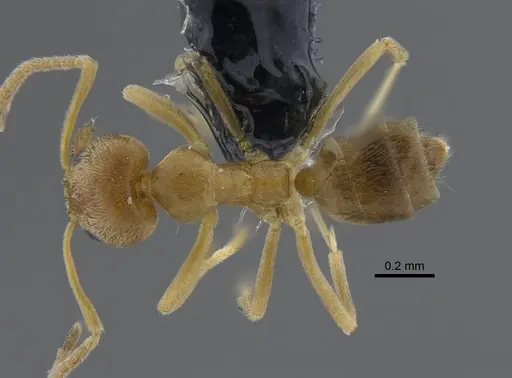 Linepithema angulatum - CBUMAGENT41850