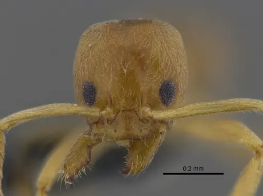 Linepithema angulatum - CBUMAGENT41850