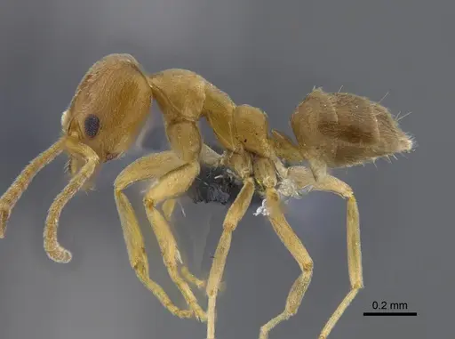 Linepithema angulatum - CBUMAGENT41850