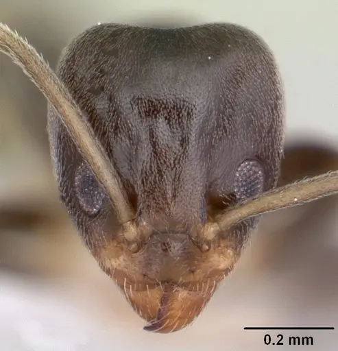 Linepithema aztecoides specimen