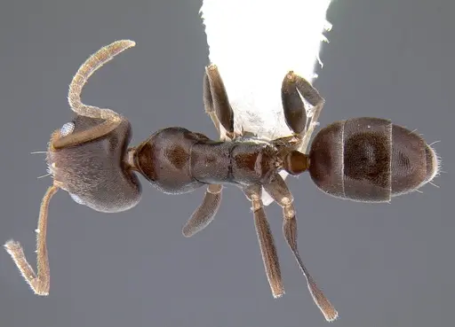 Linepithema aztecoides - CASENT0106970