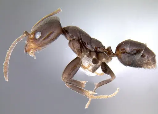 Linepithema aztecoides - CASENT0106970