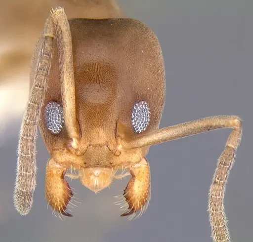 Linepithema cerradense specimen