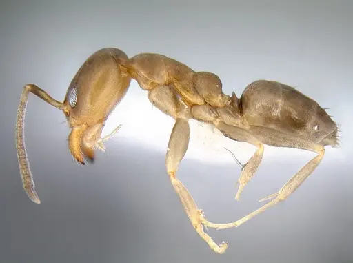 Linepithema cerradense specimen