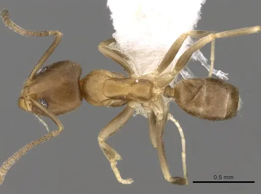 Linepithema cerradense - CASENT0249743