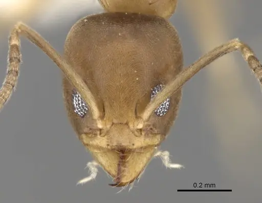 Linepithema cerradense - CASENT0249743