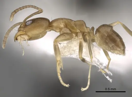 Linepithema cerradense - CASENT0249743