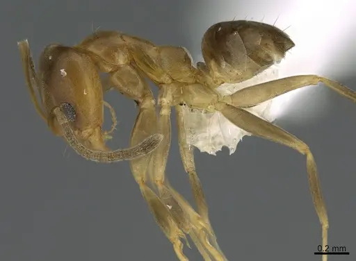 Linepithema cerradense - CASENT0923606