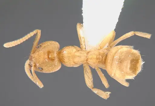 Linepithema cryptobioticum specimen