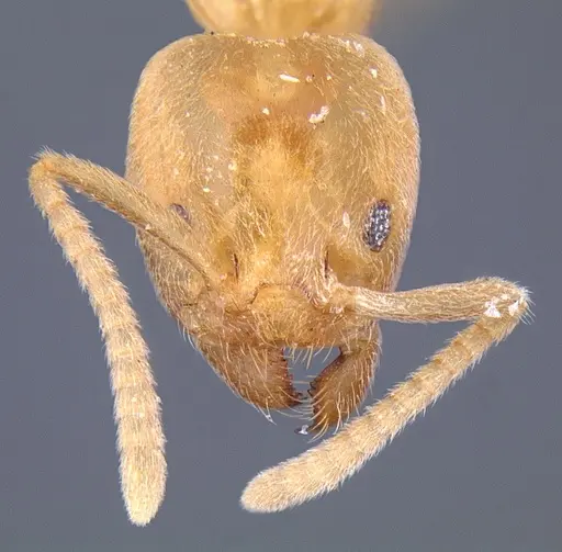 Linepithema cryptobioticum specimen