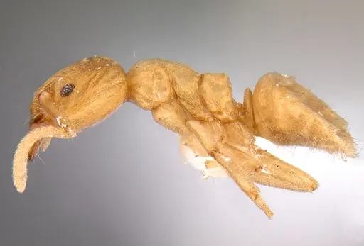 Linepithema cryptobioticum specimen