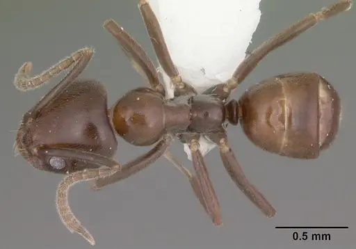 Linepithema dispertitum specimen