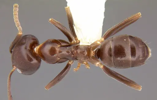 Linepithema dispertitum - CASENT0106980