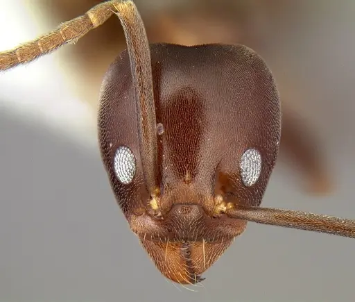 Linepithema dispertitum - CASENT0106980