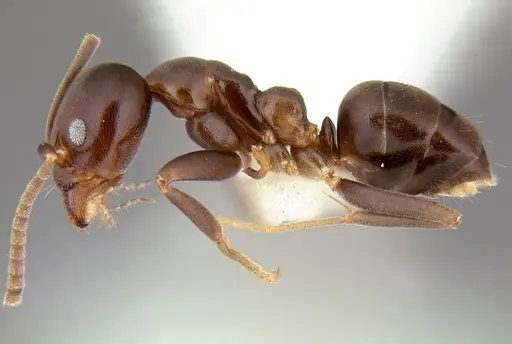 Linepithema dispertitum - CASENT0106980