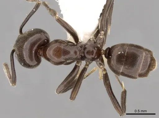 Linepithema dispertitum - CASENT0249741