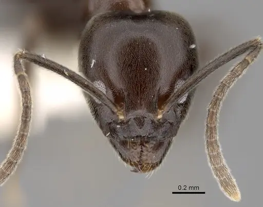 Linepithema dispertitum - CASENT0249741