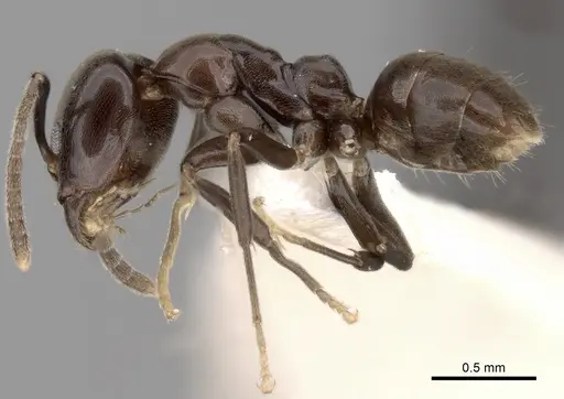 Linepithema dispertitum - CASENT0249741