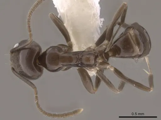 Linepithema dispertitum - CASENT0631878