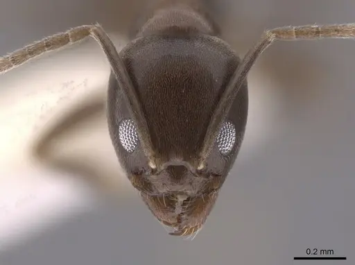 Linepithema dispertitum - CASENT0631878