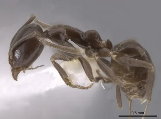 Linepithema dispertitum - CASENT0631878