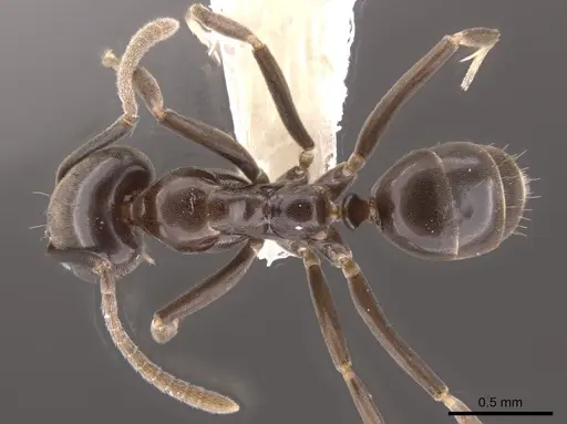 Linepithema dispertitum - CASENT0637197