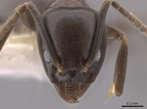 Linepithema dispertitum - CASENT0637197