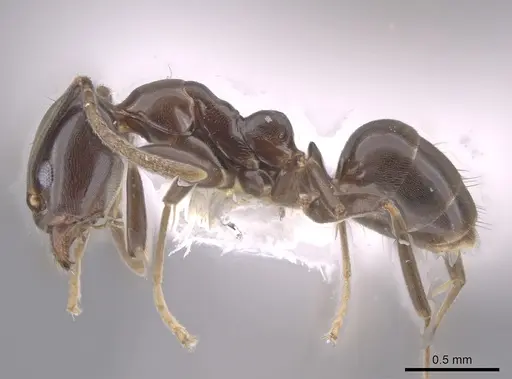 Linepithema dispertitum - CASENT0637197