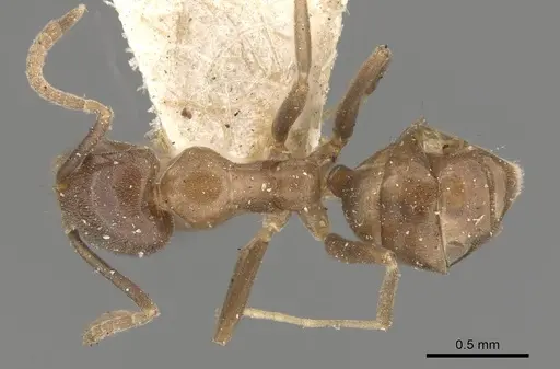 Linepithema dispertitum - CASENT0909564