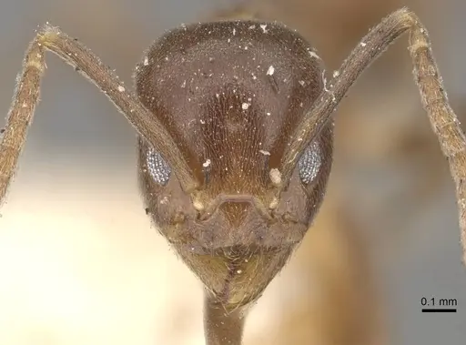 Linepithema dispertitum - CASENT0909564