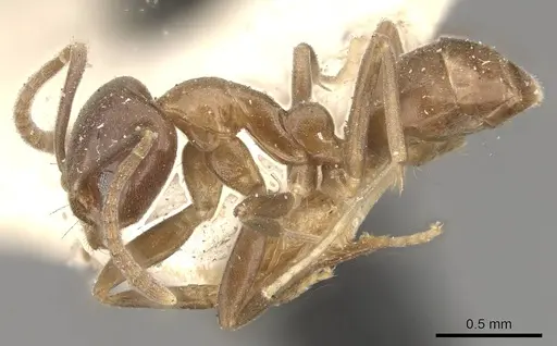 Linepithema dispertitum - CASENT0909564