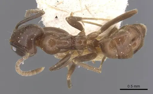 Linepithema dispertitum - CASENT0915575