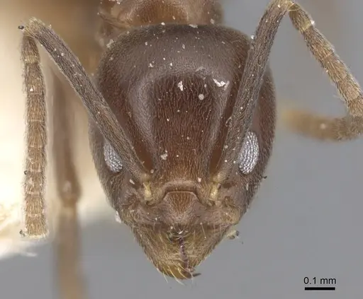 Linepithema dispertitum - CASENT0915575