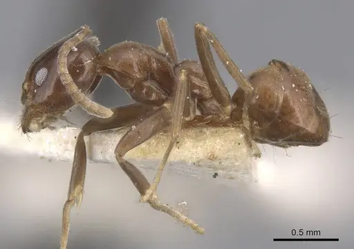 Linepithema dispertitum - CASENT0915575