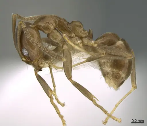 Linepithema dispertitum - CASENT0923607