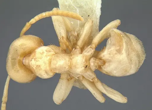 Linepithema flavescens specimen