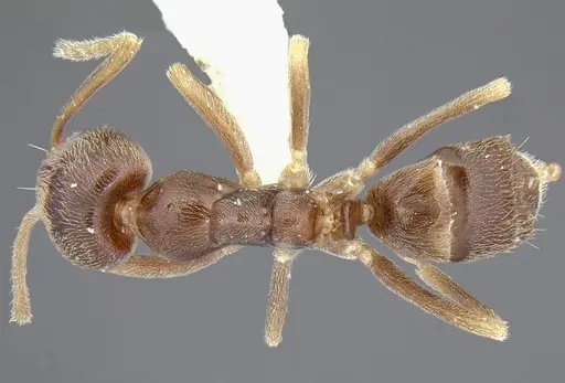 Linepithema fuscum specimen