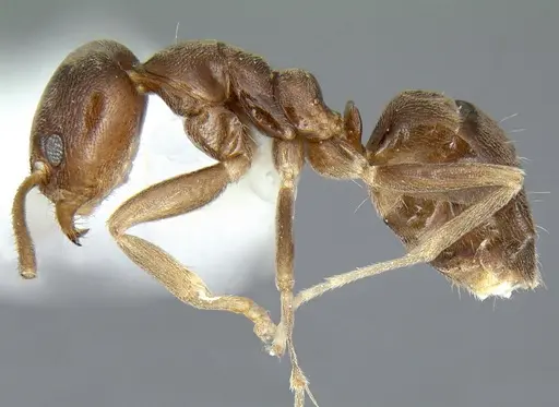 Linepithema fuscum specimen