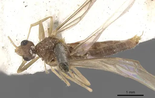 Linepithema fuscum - CASENT0909490